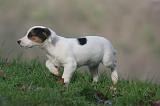 JACK RUSSEL 288